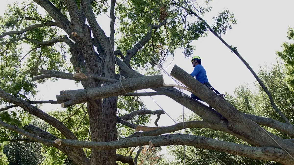 Professional Crown Thinning performed by certified arborists in Carlyle