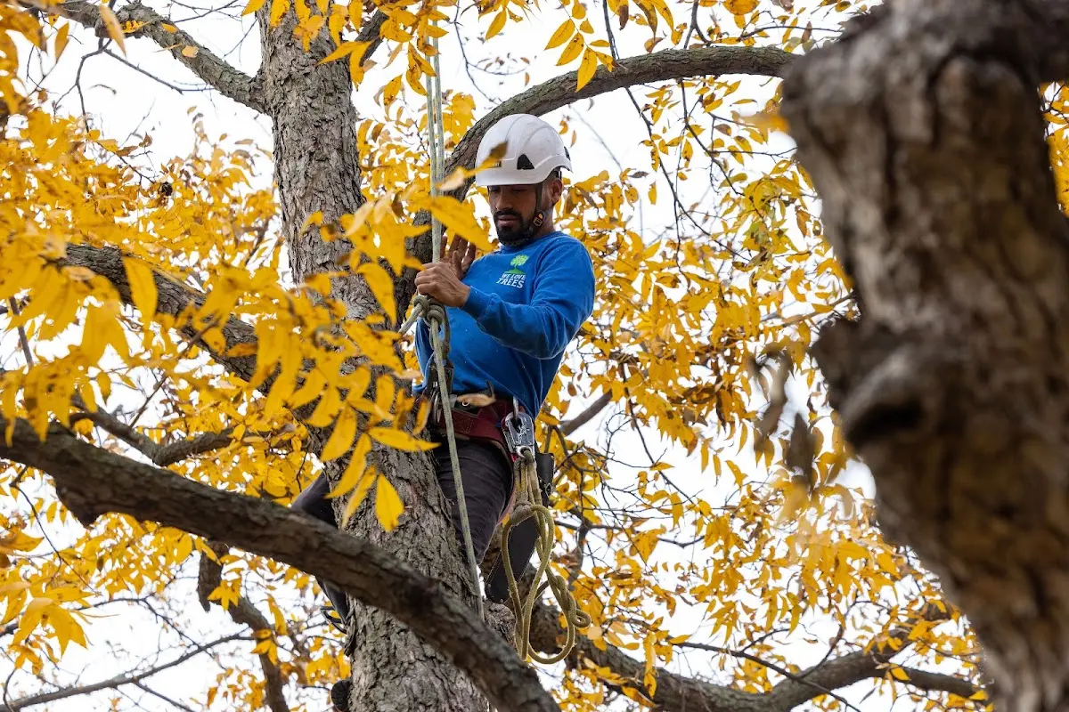 Skilled Tree Trimming crew working in Carlyle