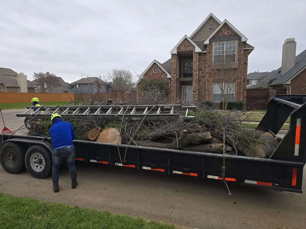 Expert Tree Pest Control with proper safety equipment in Carlyle